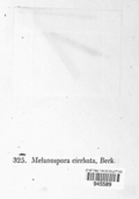 Image of Melanospora damnosa